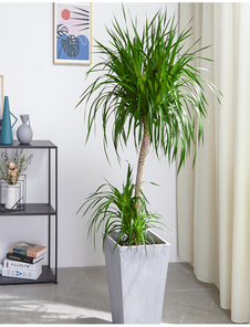 宁波余姚花卉出租公司